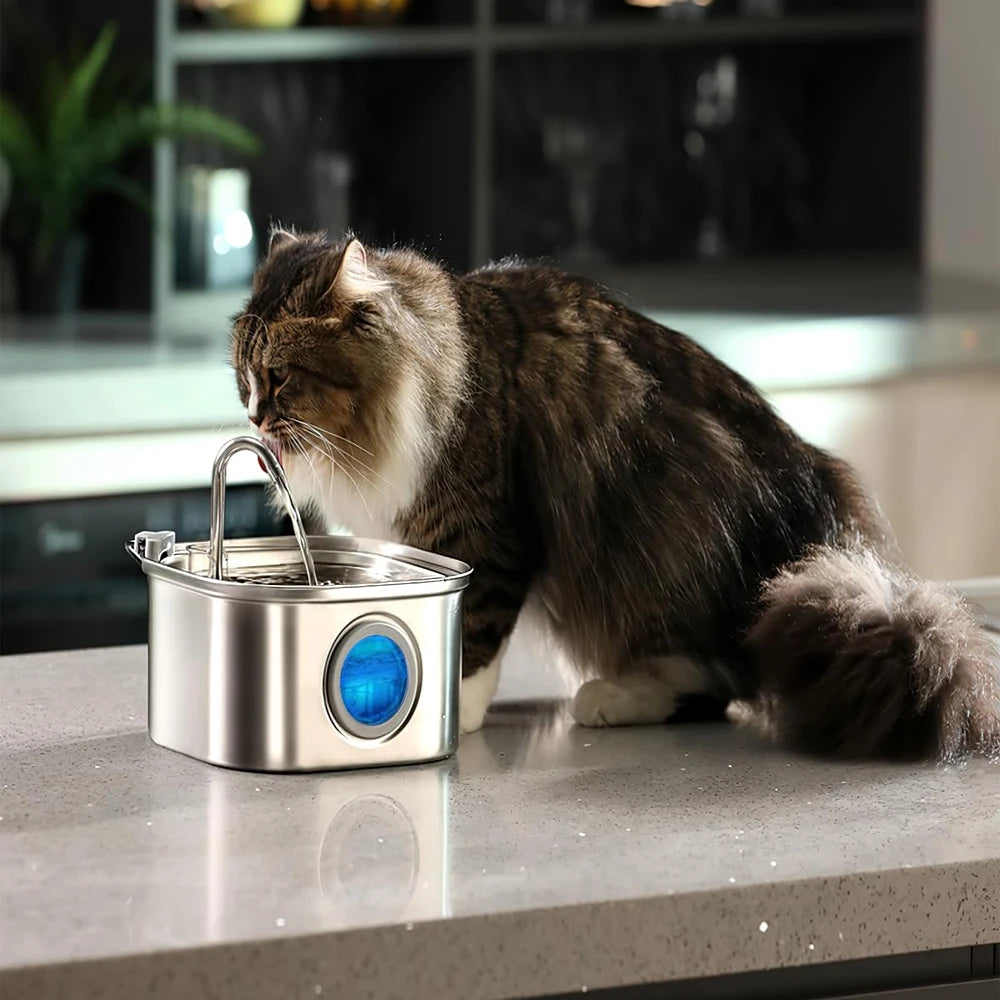 Cat drinking from the Streamside fountain